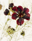 Burgundy Cosmos Faux Stems