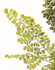 Faux Maidenahair Fern Stem