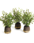 Faux Maidenhair Fern, 2.5"