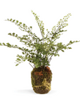 Faux Maidenhair Fern, Drop in 13"