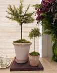 Faux Potted Rosemary Topiary