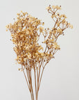 Baby's Breath Cream Faux Stems