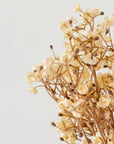 Baby's Breath Cream Faux Stems