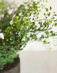 Faux Maidenhair Fern, Drop in 18"