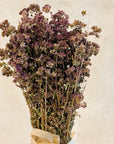 Burgundy Oregano Dried Florals, 1 Bundle