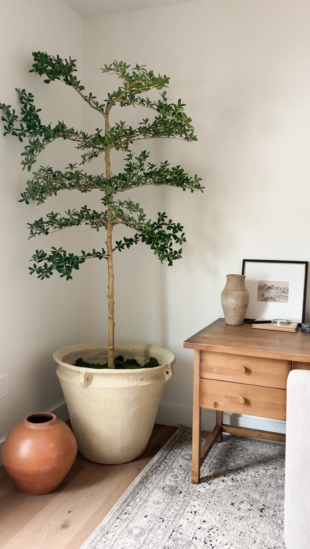 shady lady indoor plant 7' Faux Shady Lady Tree – Cottage Home