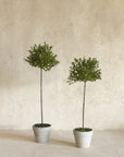 Thyme Topiary - 13" or 16"