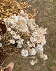 White Yarrow Dried Flowers