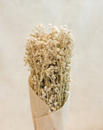 White Yarrow Dried Flowers