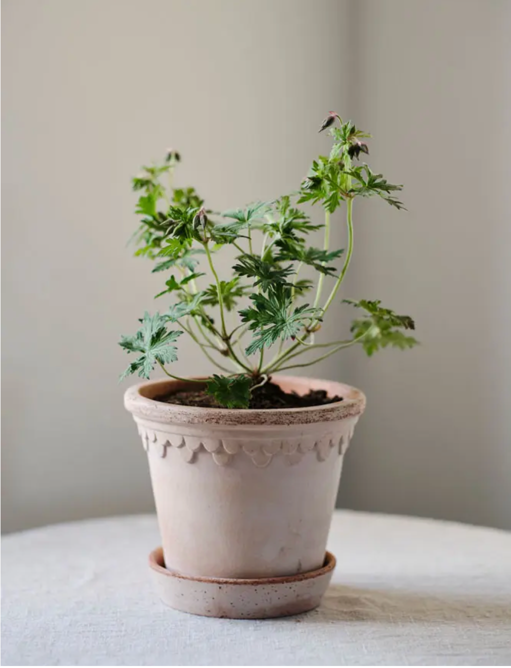castle plant pot The Københavner "Castle" Pot – Cottage Home