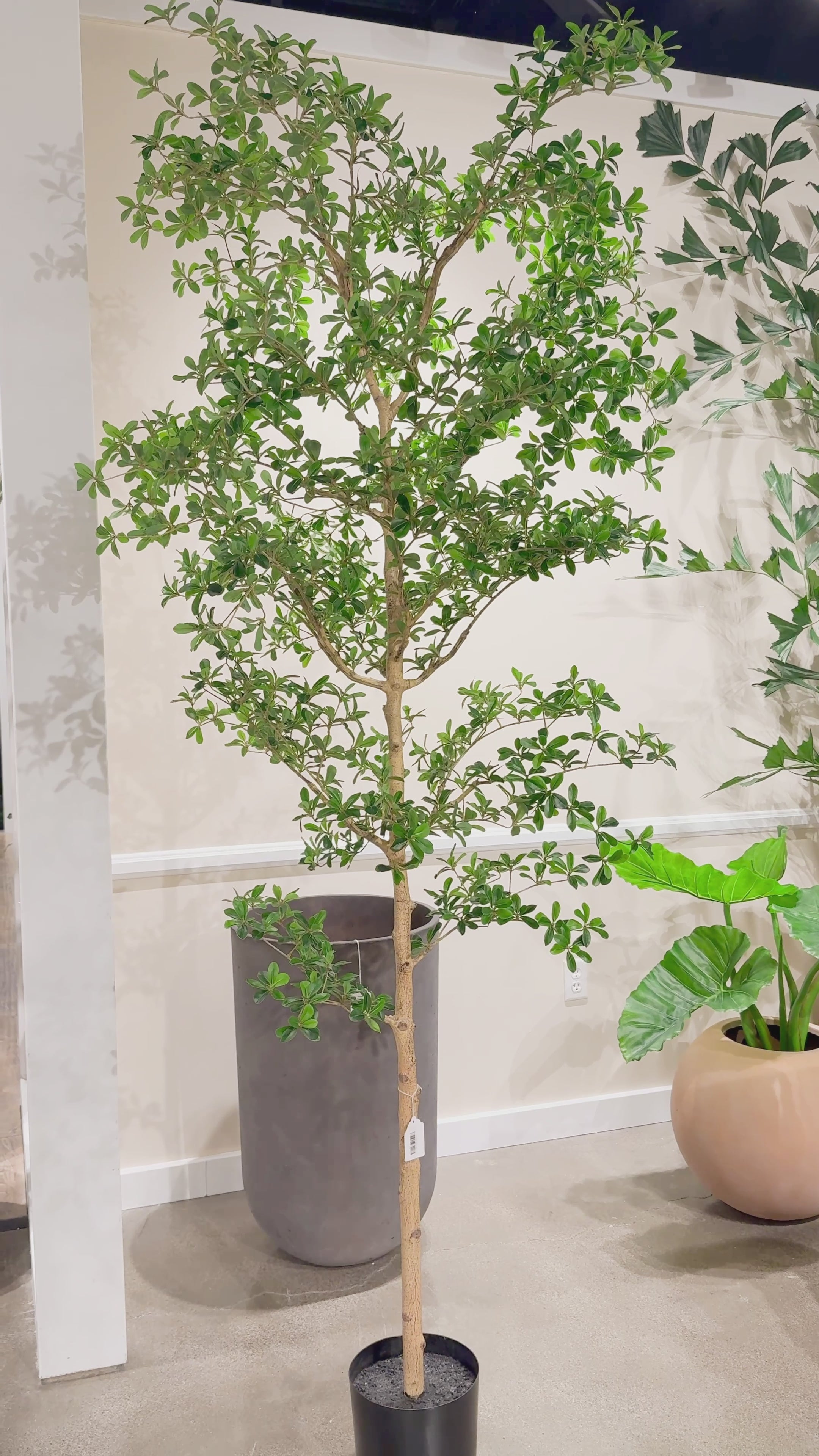 shady lady indoor plant 8' Faux Shady Lady Tree – Cottage Home