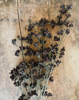 Plumb Berry Stem - Pre Order