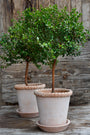 Emilia Pot