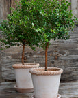 Emilia Pot