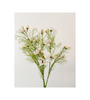 Faux Cosmos Cream Stems