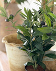 Faux Olive Plant, 16" and UV Protected