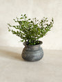 Faux Maidenhair Fern, 2.5"