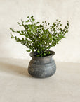 Faux Maidenhair Fern, 2.5"
