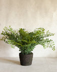 Faux Maidenhair Fern, Drop in 18"
