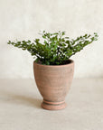 Mini Footed Terracotta Pots