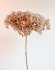 Large Bloom Taupe Preserved Hydrangea Flower - 19.5-22"