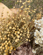 Yellow Pods Flax Dried Flowers