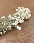 White Ammobium Dried Flowers