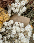 White Ammobium Dried Flowers