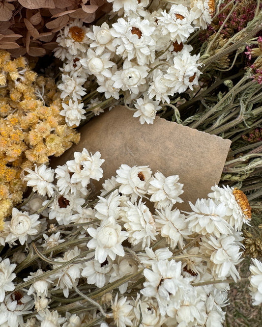 White Ammobium Dried Flowers