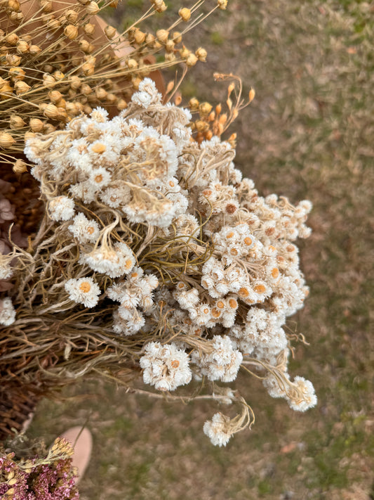 White Yarrow Dried Flowers