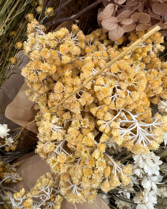 Yellow Yarrow Dried Flowers