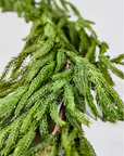 Real Touch Norfolk Pine Garland - 108" Long