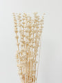 Dried Lions Tail Stems