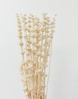 Dried Lions Tail Stems