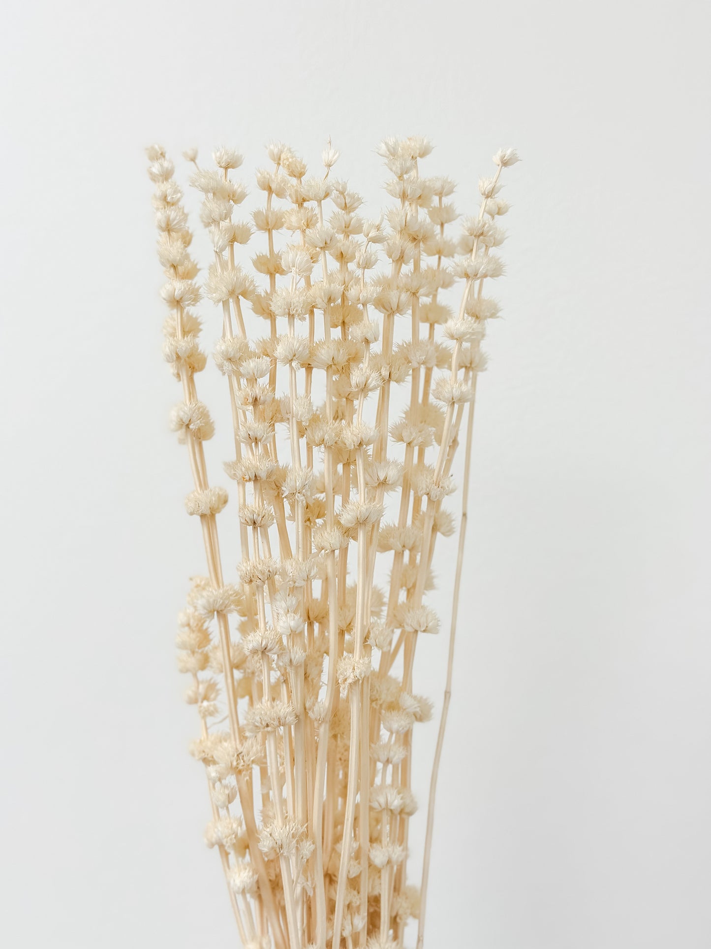 Dried Lions Tail Stems